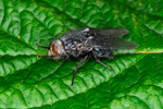 Vanlig skinfluga ♀ Calliphora vicina