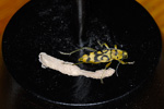 Træbuk / Cerambycidae