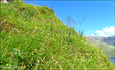 Føroyskar blómur / Faroese wildflowers