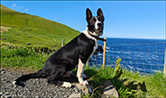 Border collie, Trllanes 27.08.2024