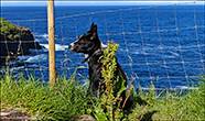 Border collie, Trllanes 27.08.2024