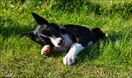 Border collie, Trllanes 27.08.2024