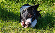 Border collie, Trllanes 27.08.2024