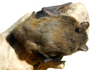Pipistrellus pygmaeus