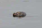  Spættet sæl (Phoca vitulina), Eysturoy 2013