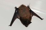 Nathusiu's pipistrelle Bat / Pipistrellus nathusii