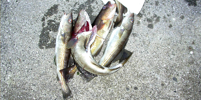 Á seiðabergi / Fresh fish