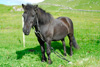 Føroyskt ross í Mykinesi / Færøsk hest på Mykines / Faroese horse in Mykines.