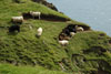 Seyður / Får / Sheeps.