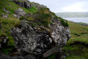 Steinur við ymiskum vøkstri á - harav baraldi / Sten med blandet vækst ovenpå - blandt andet enebær / Stone with plants growing on the top - among others juniper.