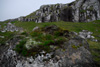 Steinur við ymiskum vøkstri á - harav baraldi / Sten med blandet vækst ovenpå - blandt andet enebær / Stone with plants growing on the top - among others juniper.