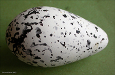 Lomvigaregg / Guillemot egg