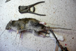 Útstappan av rottu