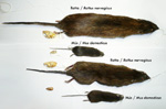 Skindlagt rotte og mus