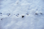 Aftryk af rottefødder på Nólsoy 01.02.2010