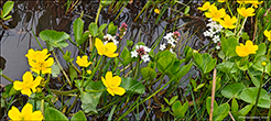 Mýrisólja (Caltha palustris) subsp. palustris & Tríblaðað bukkablað (Menyanthes trifoliata) L.