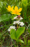 Mýrisólja (Caltha palustris) subsp. palustris & Tríblaðað bukkablað (Menyanthes trifoliata) L.