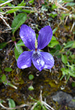 Blkolla / Viola riviniana Reichb.