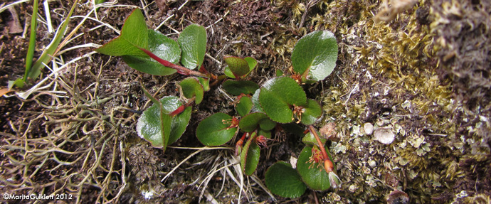 Urtapílur / Salix herbacea