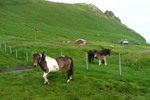 Ryssa við einum nýfolaðum og einum 1 ára gomlum fyli / Female horse with a newborn and a 1 year old foal, Stóra Dímun 07.08.2010