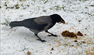 Kráka (Corvus corone cornix)