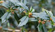 Kristtornaberberis (Berberis ilicifolia)