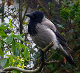 Kráka (Corvus corone cornix) L