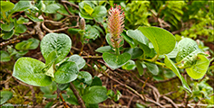 Blendingsplur (Salix hybrid)