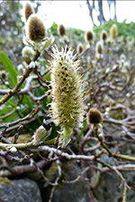 Blma av lopli / Salix lanata L.