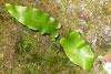 Tungutrøllakampur / Asplenium scolopendrium 
