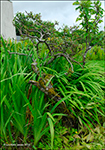 Plmaplur / Salix phylicifolia L.