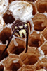Inside the wasps' nest