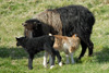 Ær við lombum / Får med lam / Sheep with lambs.