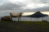 Kúgv við Koltri í baksýnuni / Ko med Koltur i baggrunden / Cow with Koltur in the hindmost.