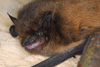 Trøllflogmús / Troldflagermus / Nathusius' pipistrelle bat.