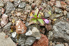 Áardúnurt / Epilobium alsinifolium Vill