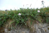Margblømdur rølikur / Achillea millefolium L., Tórshavn.