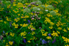 Mýrutistil  / Cirsium palustre,  Hvonn / Angelica archangelica (L.) & Reinfan / Chrysanthemum vulgare (L.).