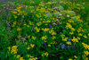 Mýrutistil  / Cirsium palustre,  Hvonn / Angelica archangelica (L.) & Reinfan / Chrysanthemum vulgare (L.).