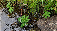 Dkimura / Potentilla palustris (L.) Scop. (Comarum palustre L.)