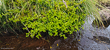 Lundararmingi / Lysimachia nemorum L.