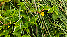 Lundararmingi / Lysimachia nemorum L.