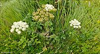 DK Almindelig bjørneklo / Heracleum sphondylium subsp. sphondylium