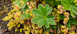 Froyaskra / Alchemilla faeronsis var. pumila (Rostr.) Simmons 