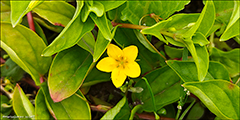 Lundararmingi / Lysimachia nemorum L.