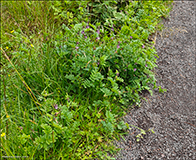 Garakrkja / Vicia sepium L. 