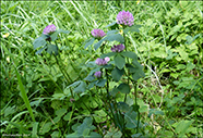 Bendsmra / Trifolium medium 