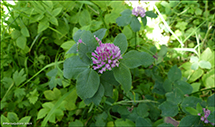 Bendsmra / Trifolium medium 