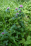 Bendsmra / Trifolium medium 