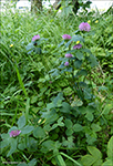 Bendsmra / Trifolium medium 